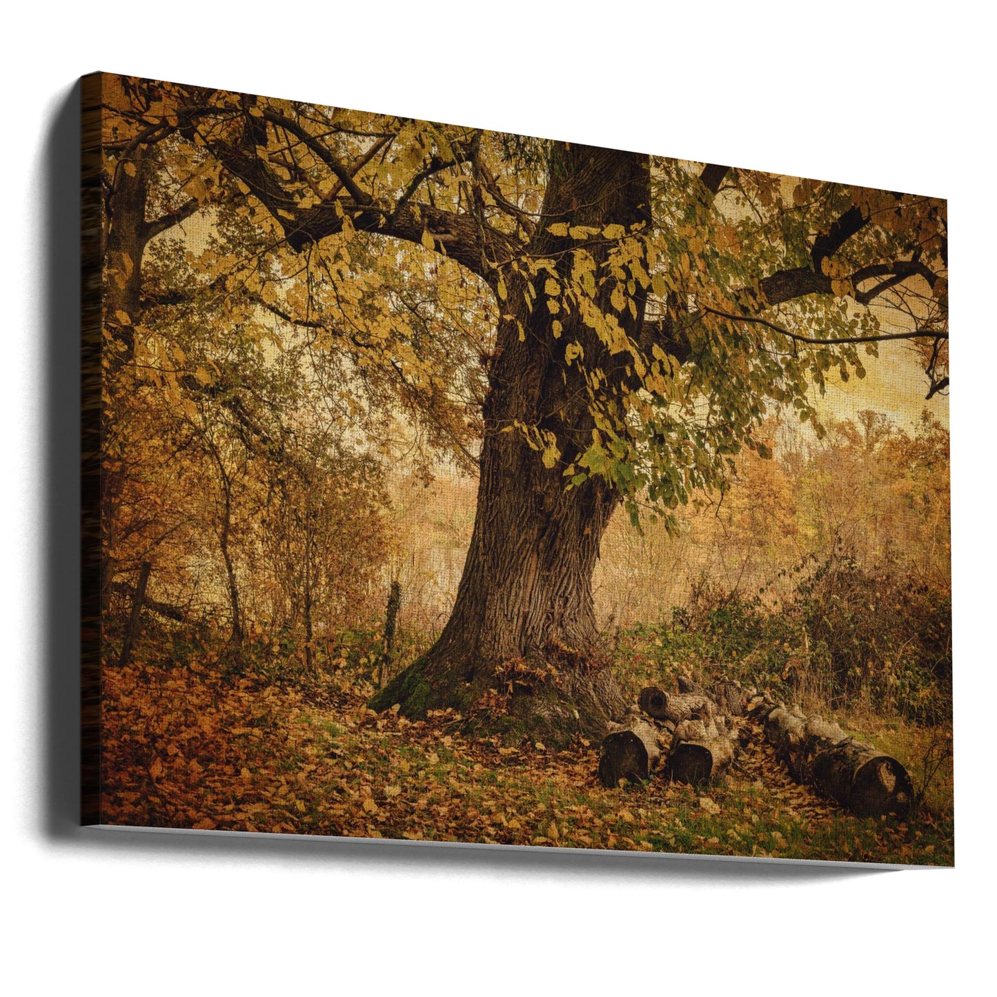 Old tree | Canvas
