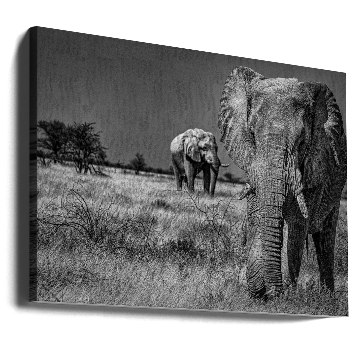 Elephant fields | Canvas