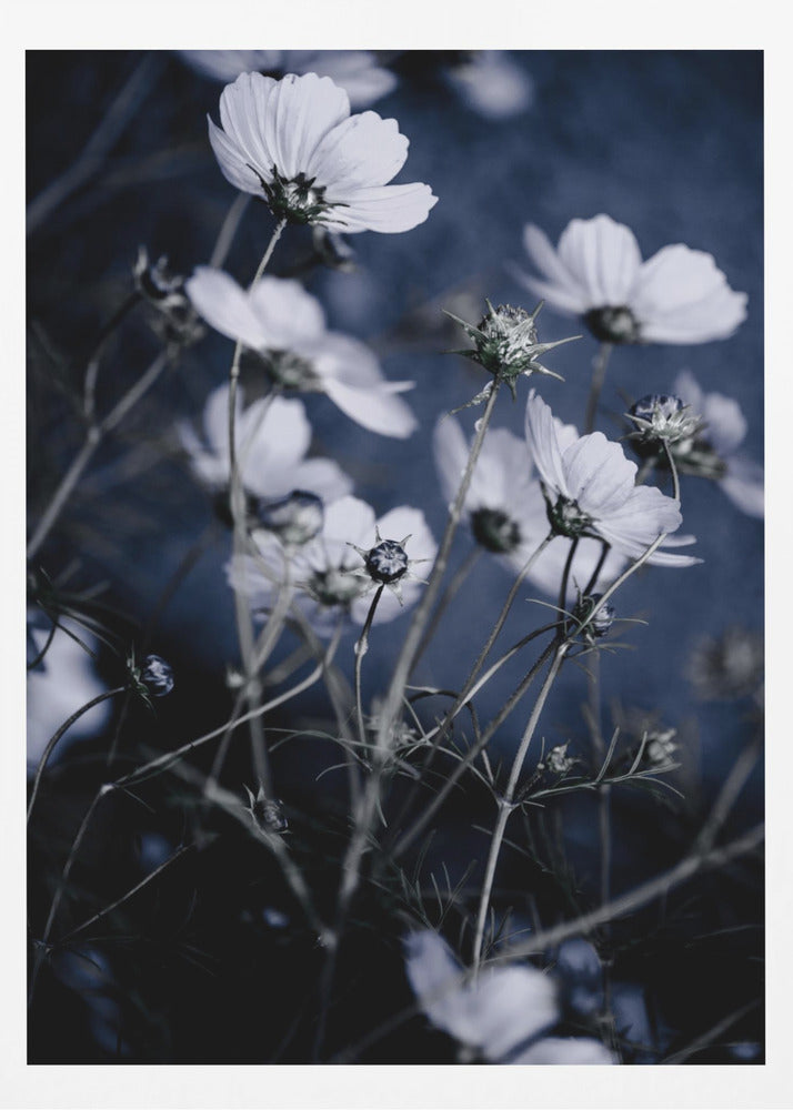 Wildblumen 10 | Poster