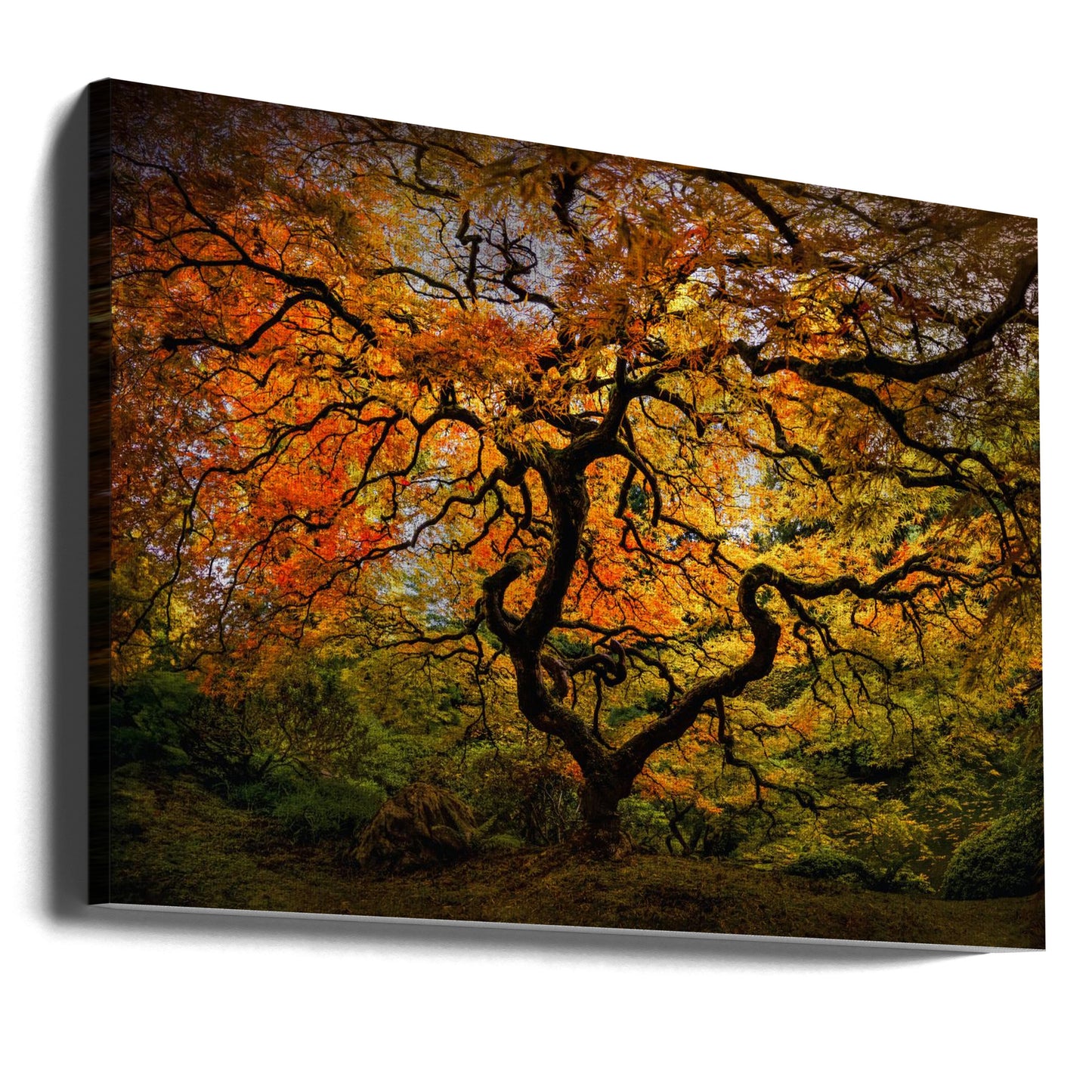 The maple Tree | Canvas