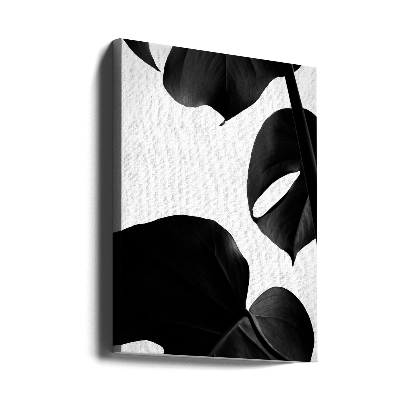 Contrasty Monstera | Canvas