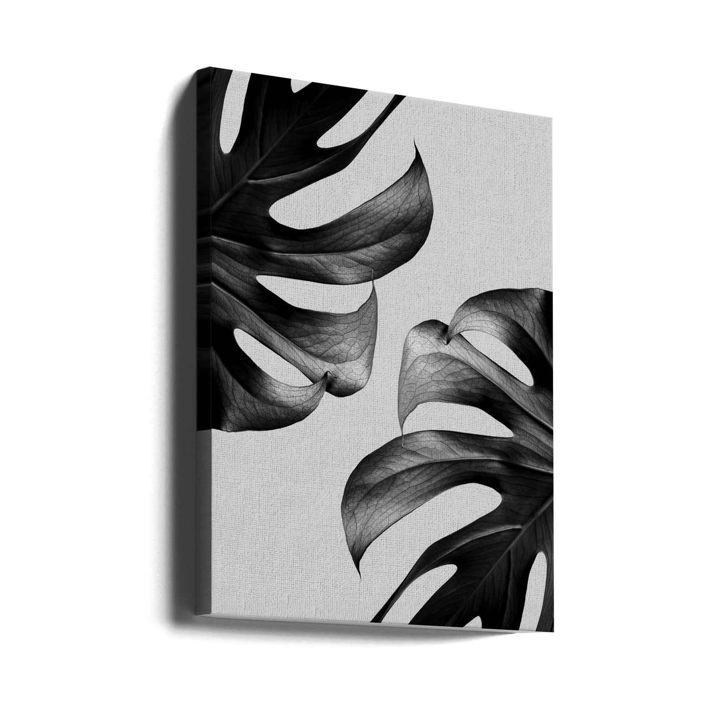 Monochrome Mostera Poster | Canvas