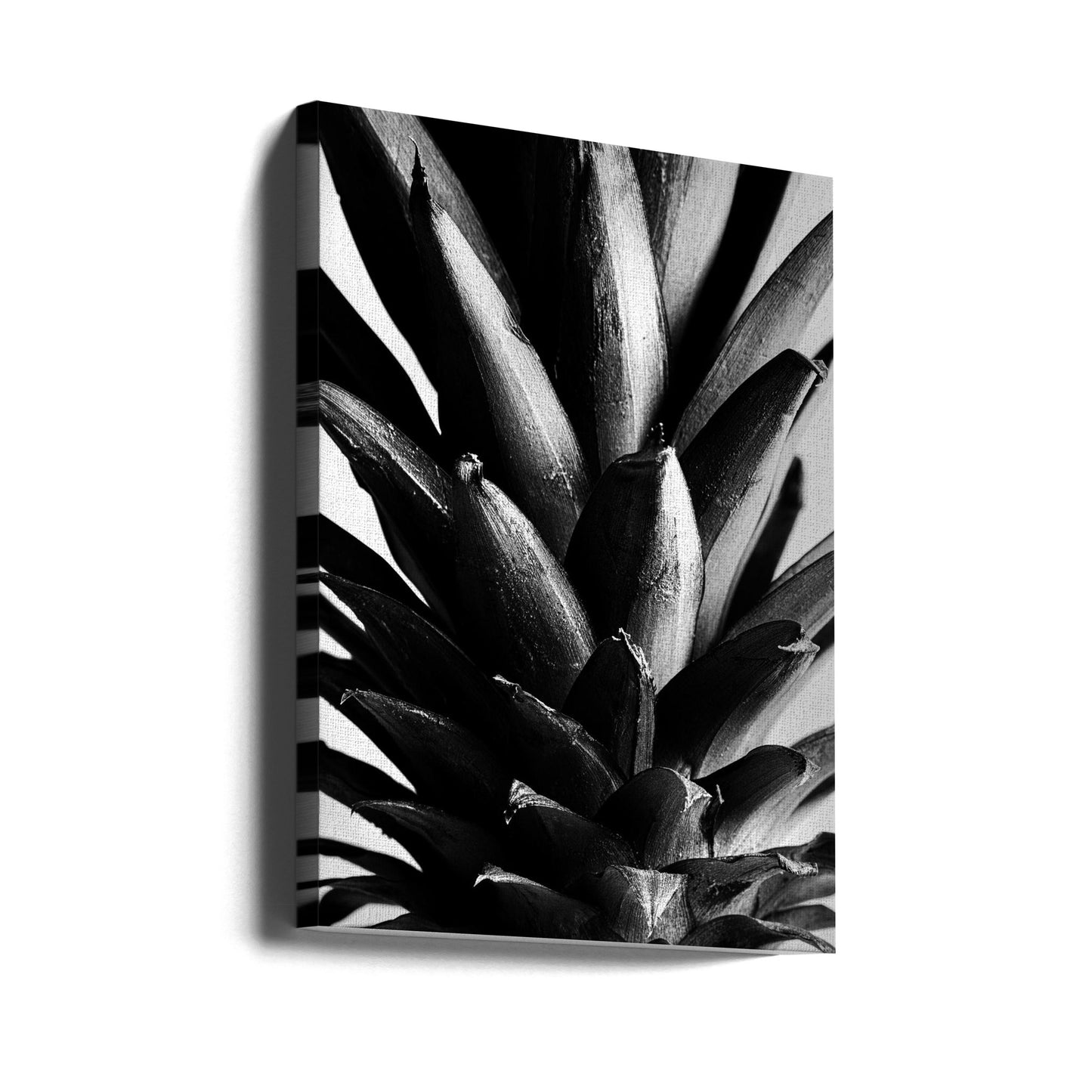 Pine B&w | Canvas
