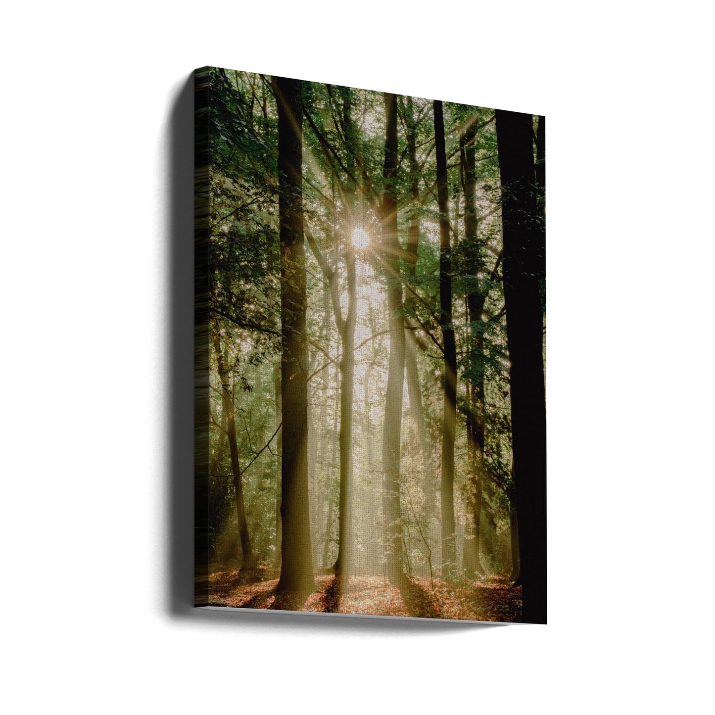 Sunbeams through the forest | Canvas