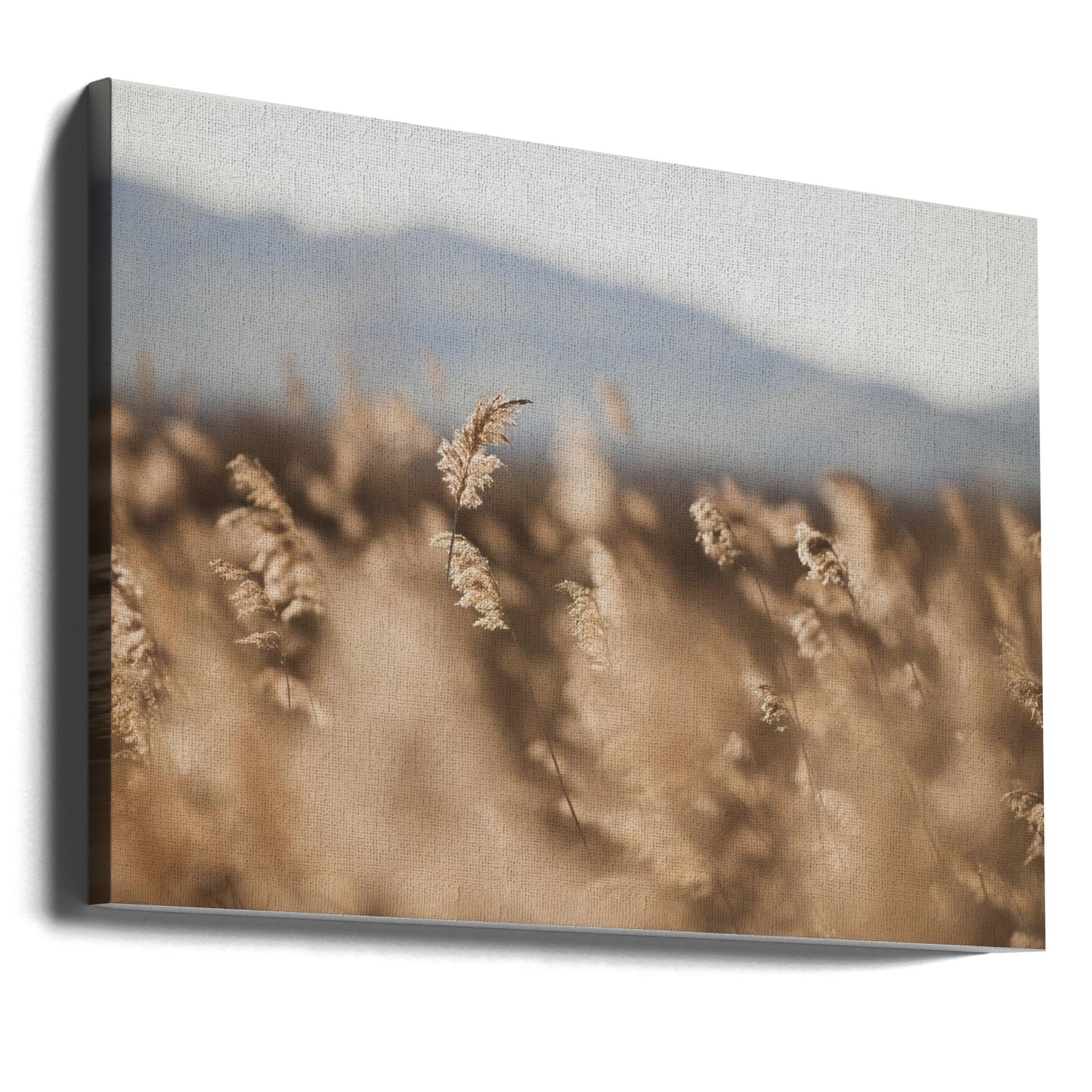 Marsh Grass No.11 | Canvas
