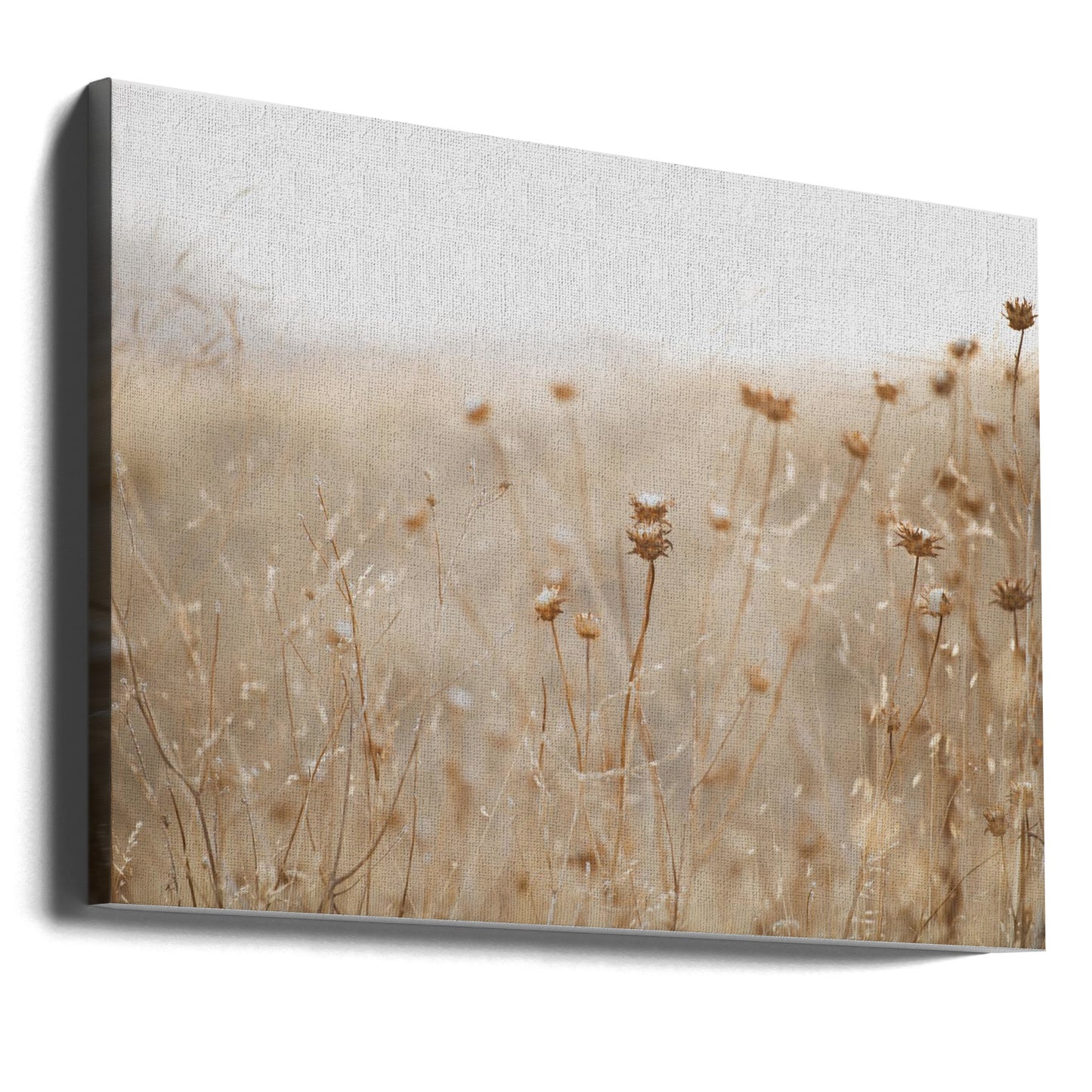 winter thistle no.2 | Canvas