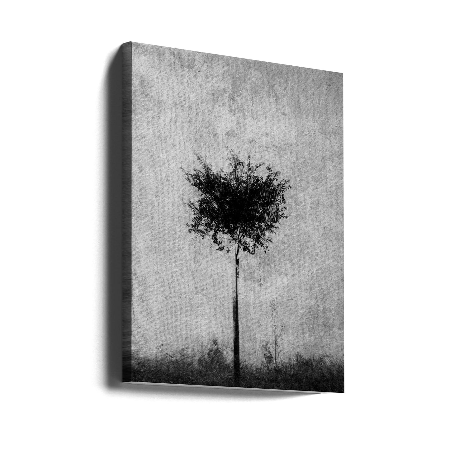 Tree in black and white | Canvas