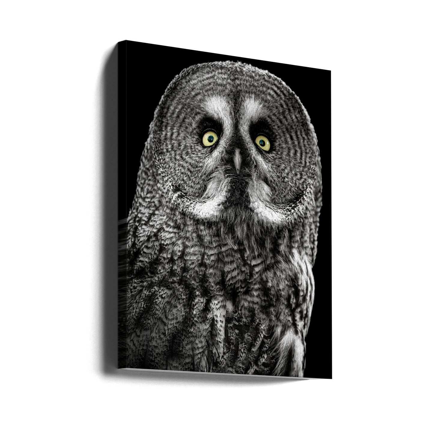 Owl | Canvas