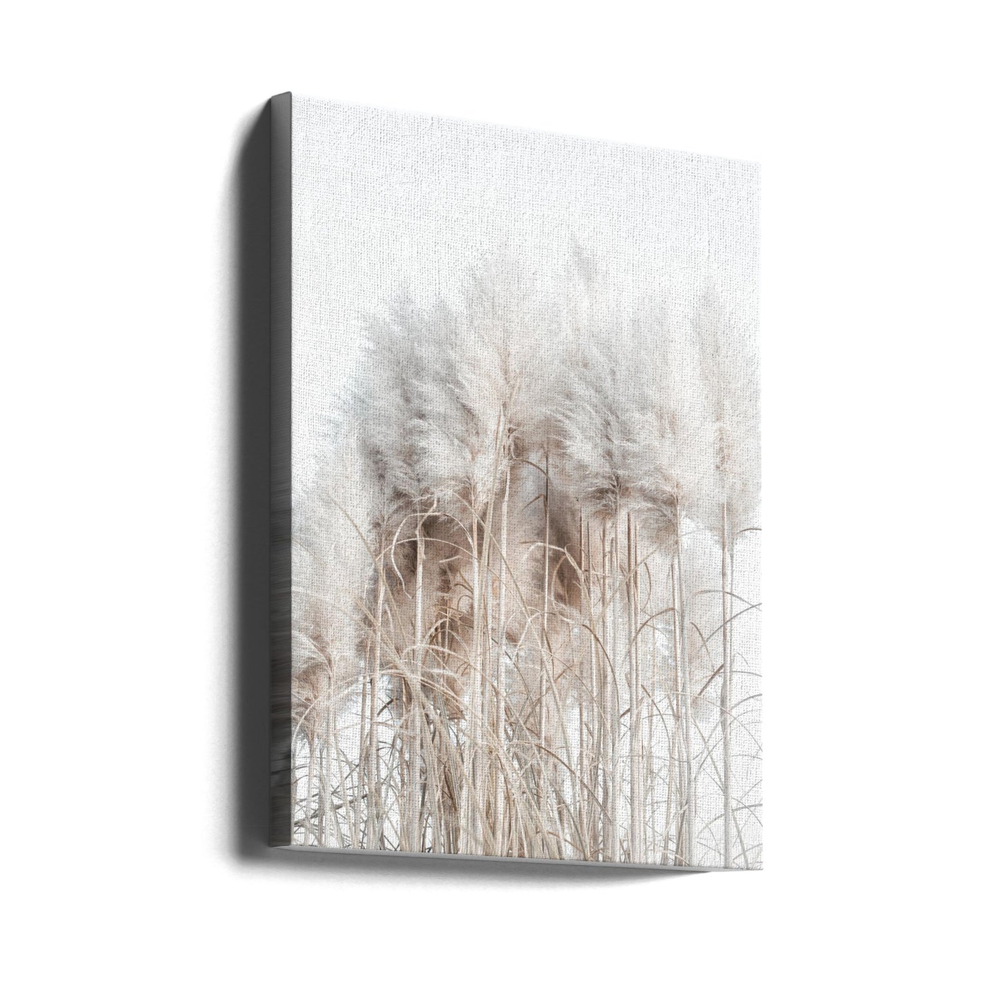 Pampas Grass II | Canvas