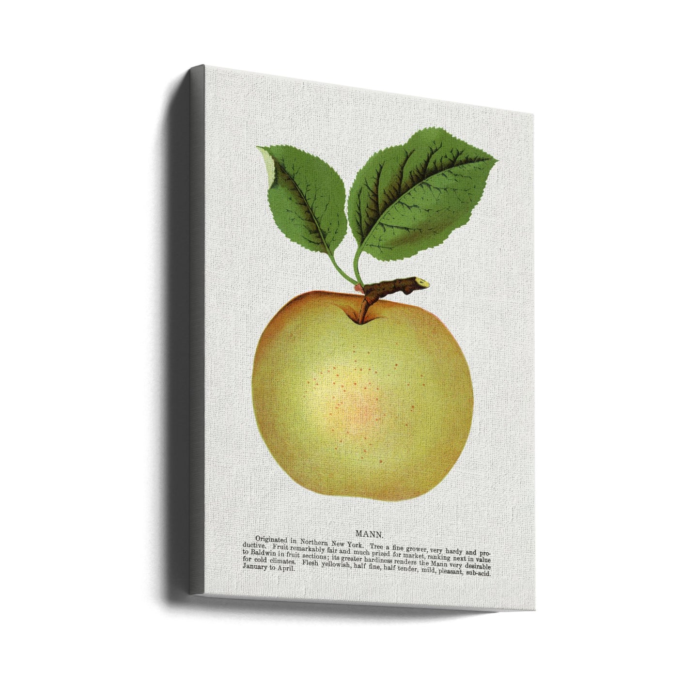 Mann Apple Lithographie | Leinwand