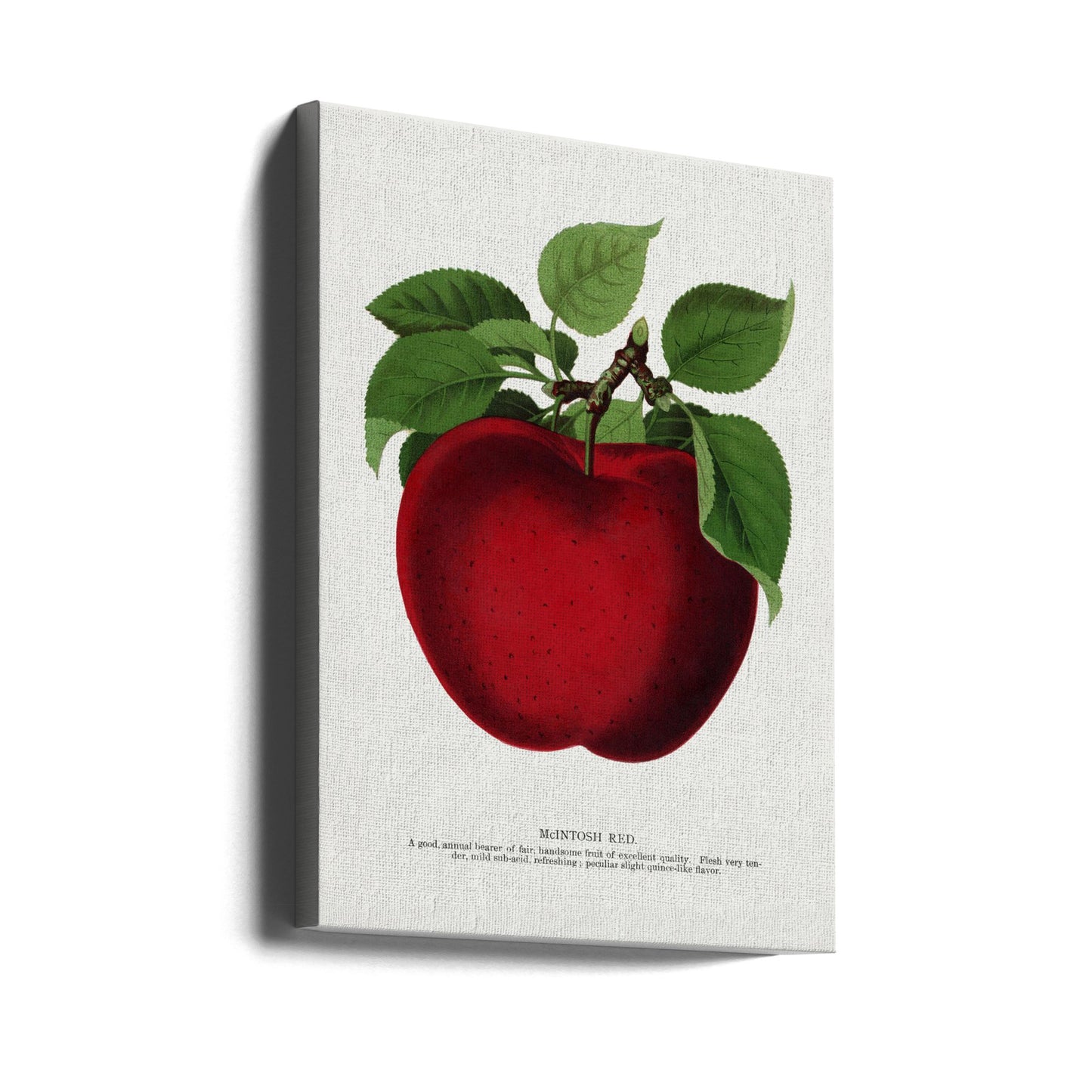 Mcintosh Red Apple Lithographie | Leinwand