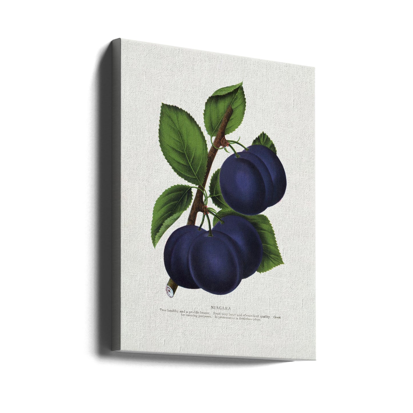 Niagara Plum Lithographie | Leinwand