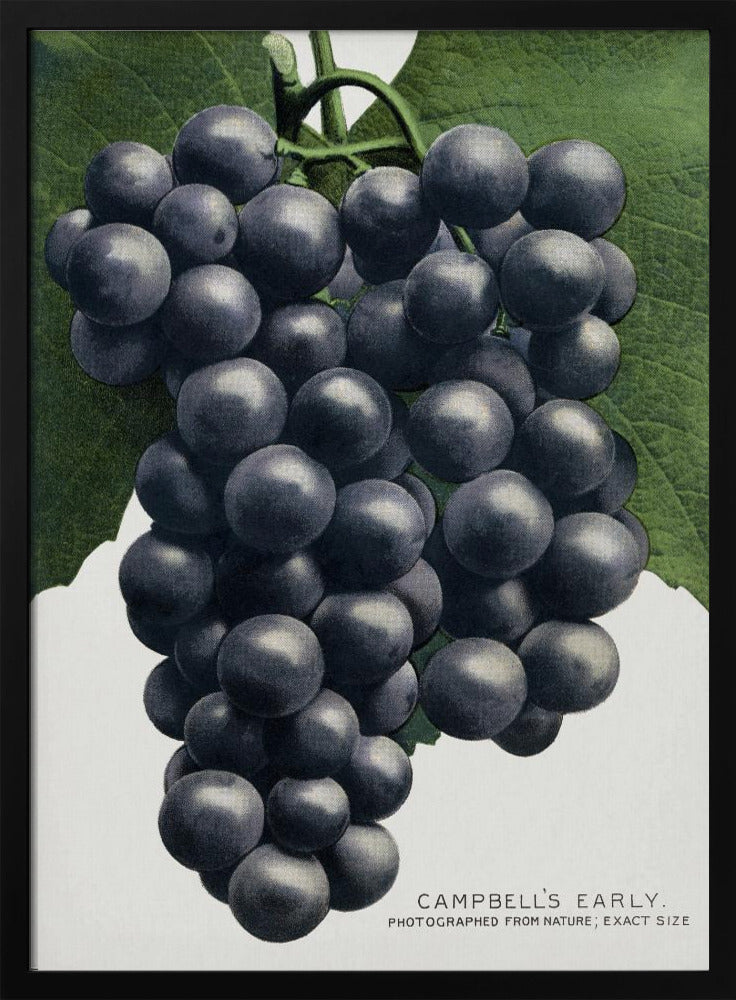 Campbells frühe Traubenlithografie | Poster