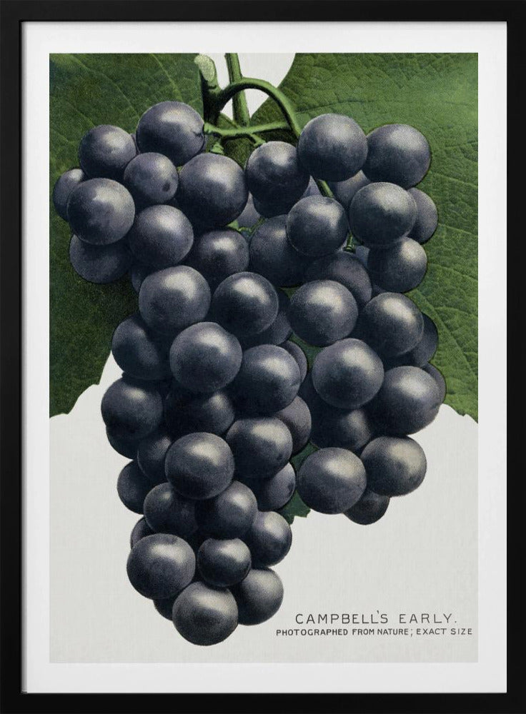 Campbells frühe Traubenlithografie | Poster