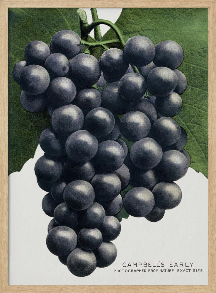 Campbells frühe Traubenlithografie | Poster