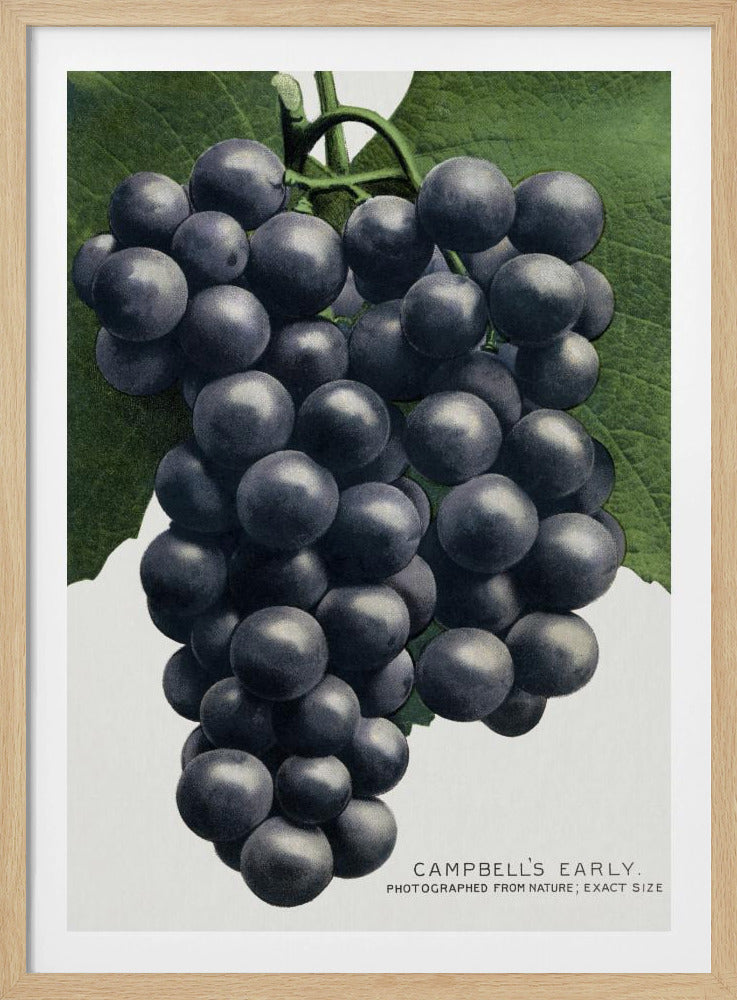Campbells frühe Traubenlithografie | Poster