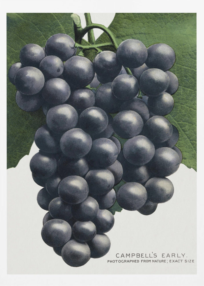 Campbells frühe Traubenlithografie | Poster