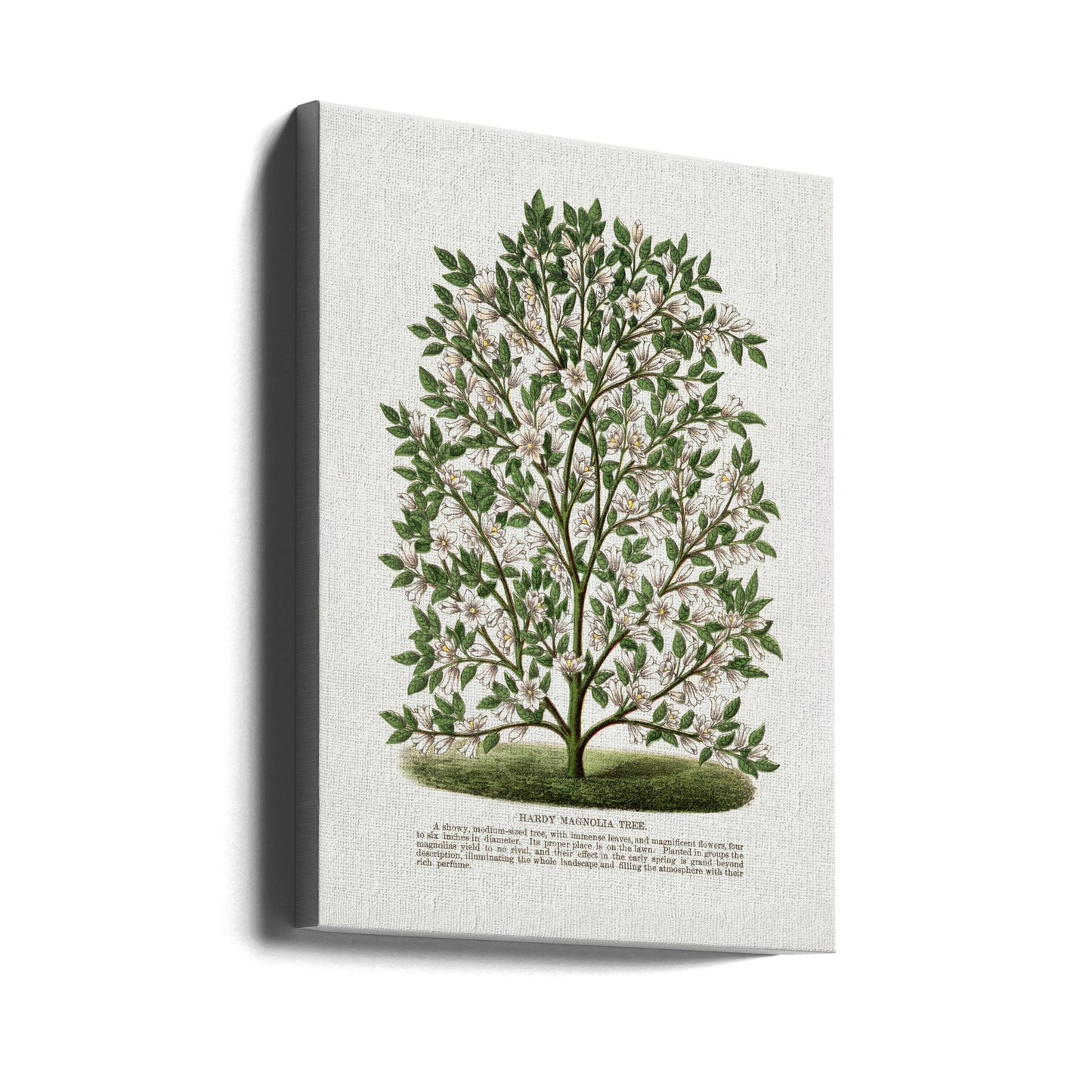 Hardy Magnolia Tree -litografia | Canvastaulut