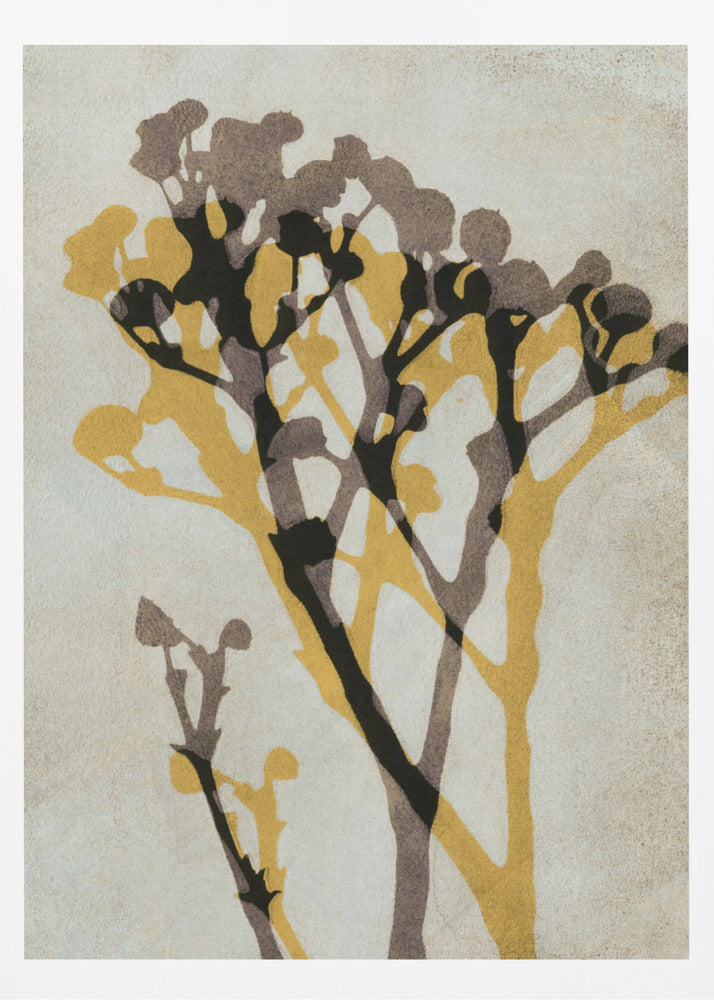 Echos von Gypsophila | Poster