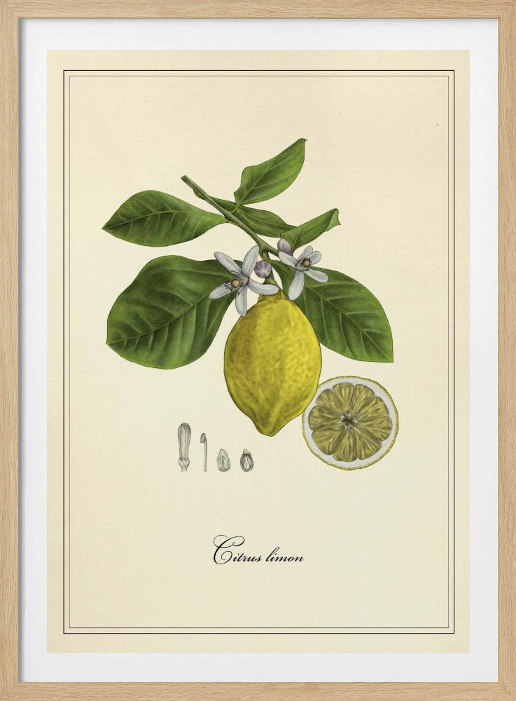 Zitrone | Poster