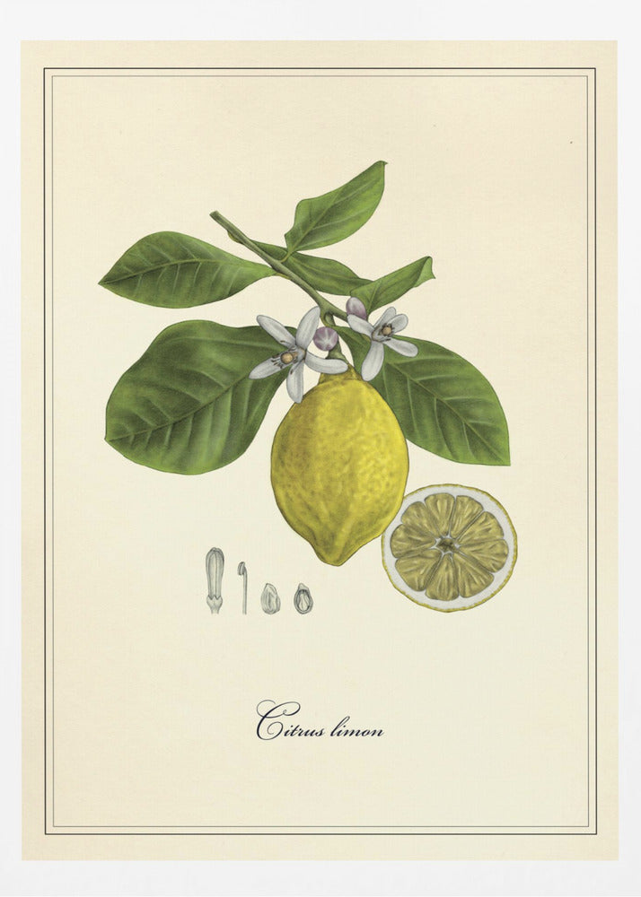 Zitrone | Poster