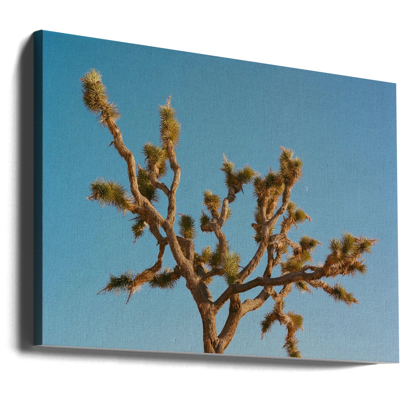 Luna di Joshua Tree III | Stampe su Tela