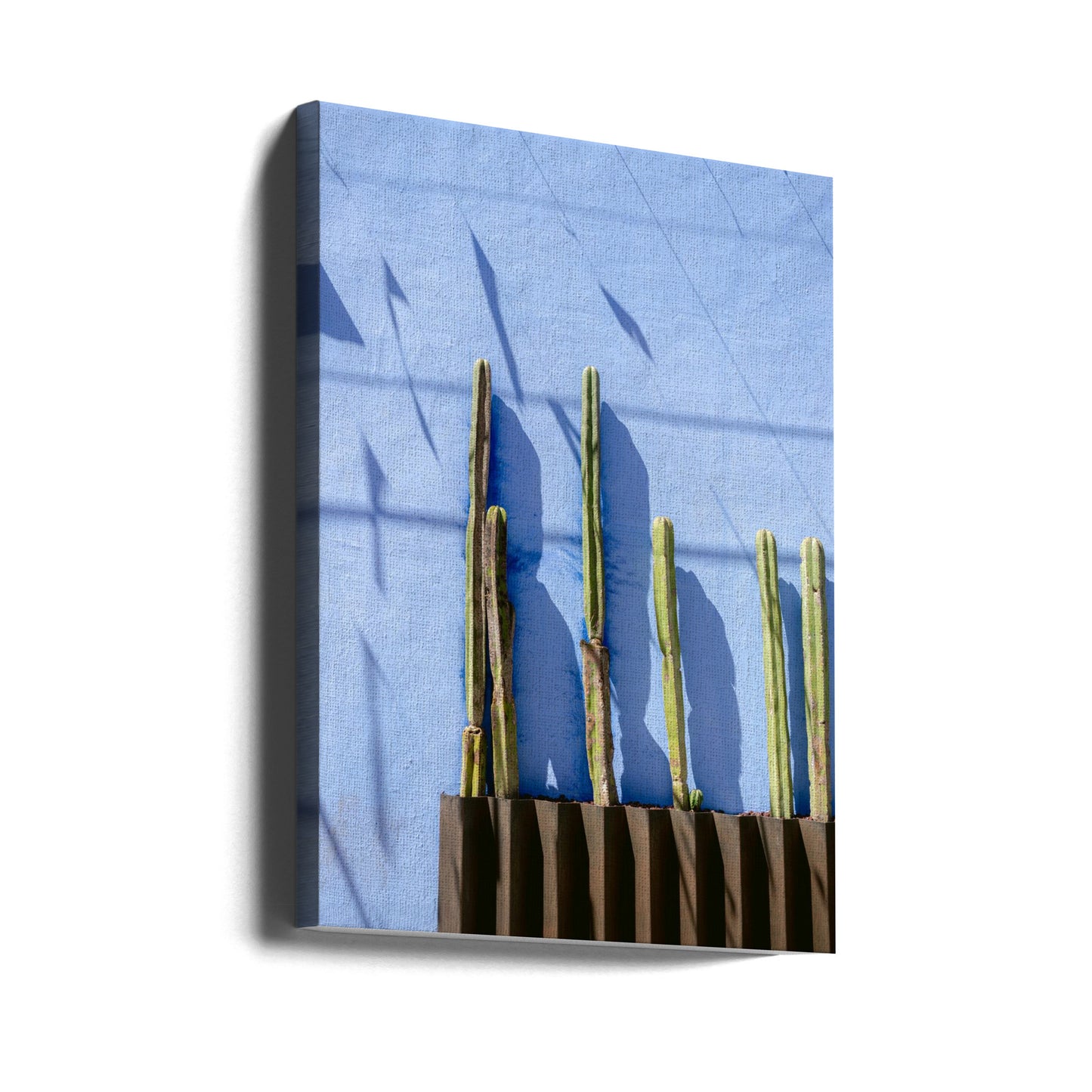 Wysokie kaktusy | Fotografia podróżnicza Oaxaca Meksyk | Wydruki na łótnie