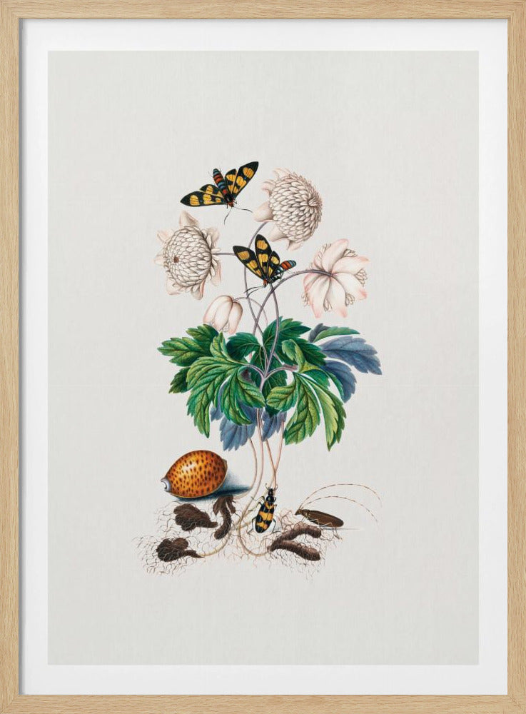 Double flower cultivar | Poster