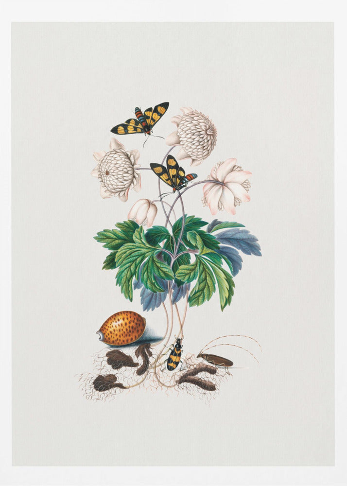 Double flower cultivar | Poster