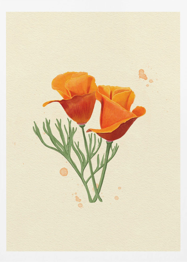 California Poppy | Poster