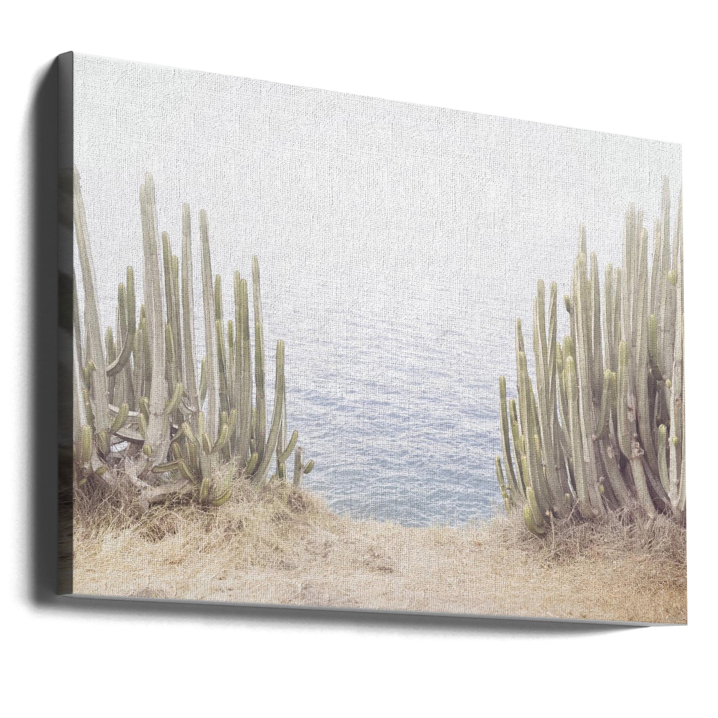 Ocean Cactus | Canvas