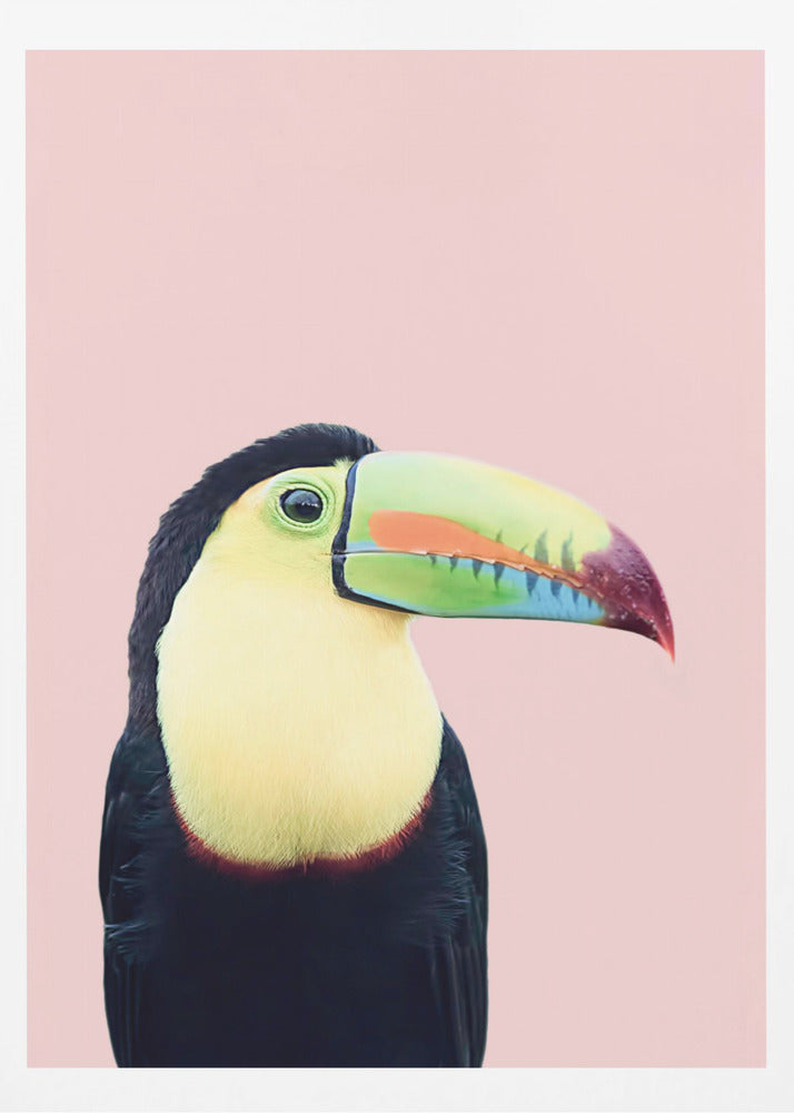 Toucan on Pink | Poster