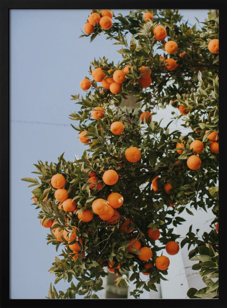 Orangen in Sevilla | Poster