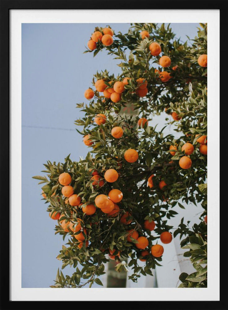 Orangen in Sevilla | Poster