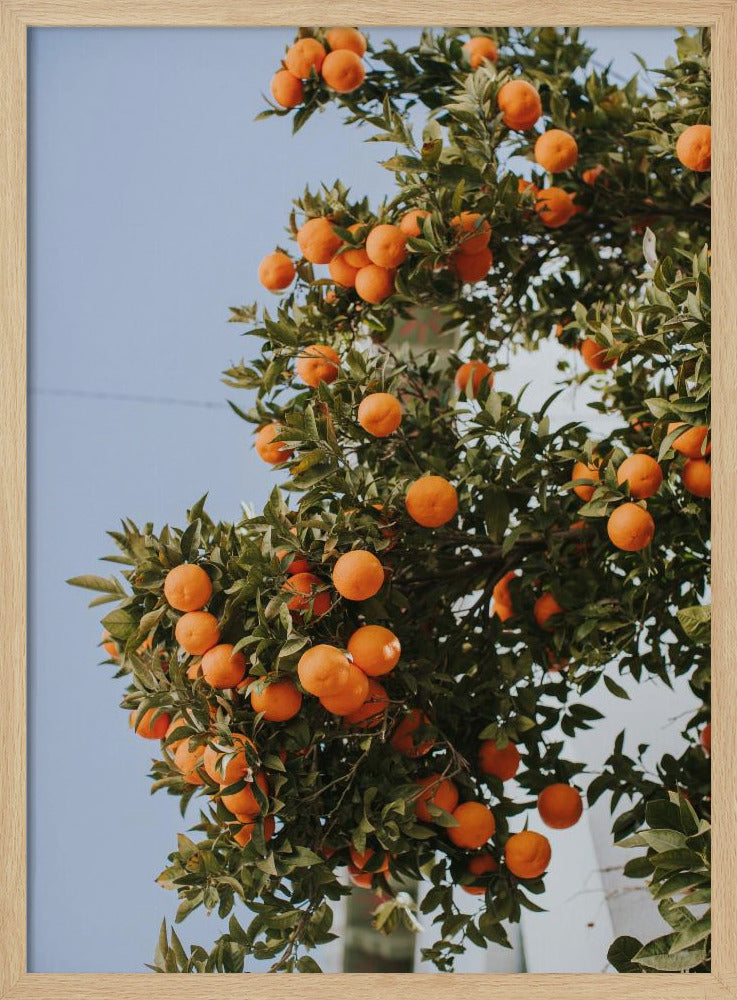 Orangen in Sevilla | Poster