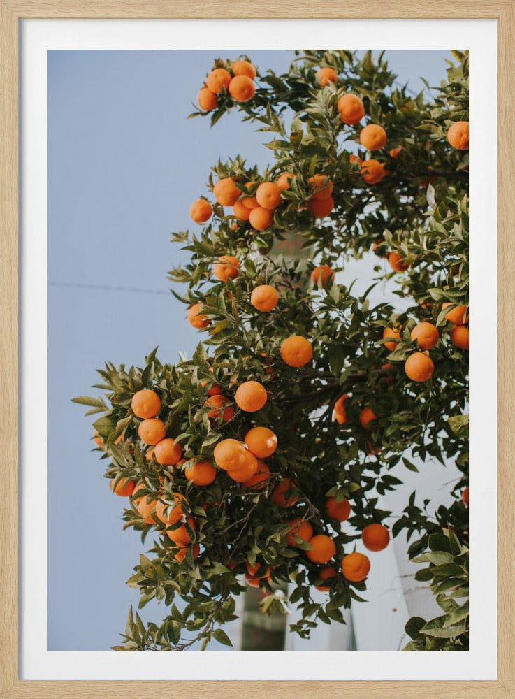 Orangen in Sevilla | Poster