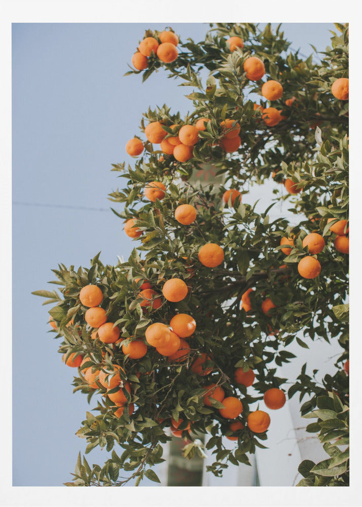 Orangen in Sevilla | Poster
