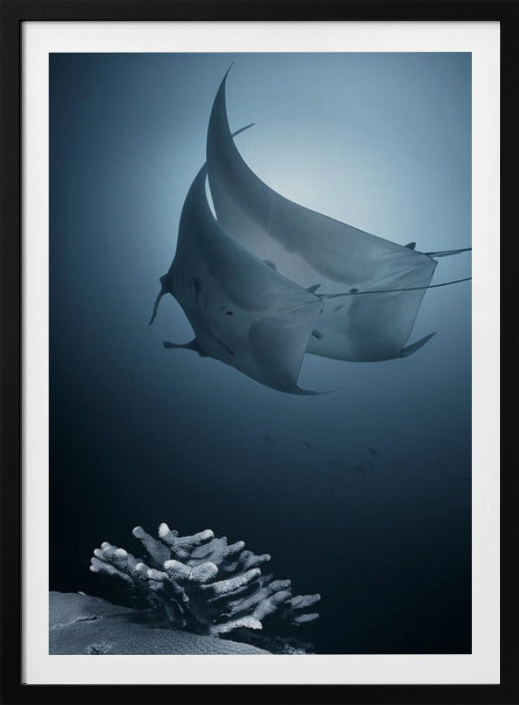 Sonata | Poster