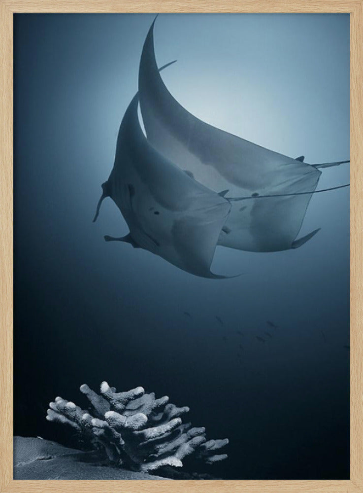 Sonata | Poster