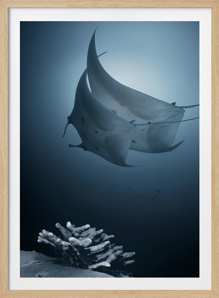 Sonata | Poster