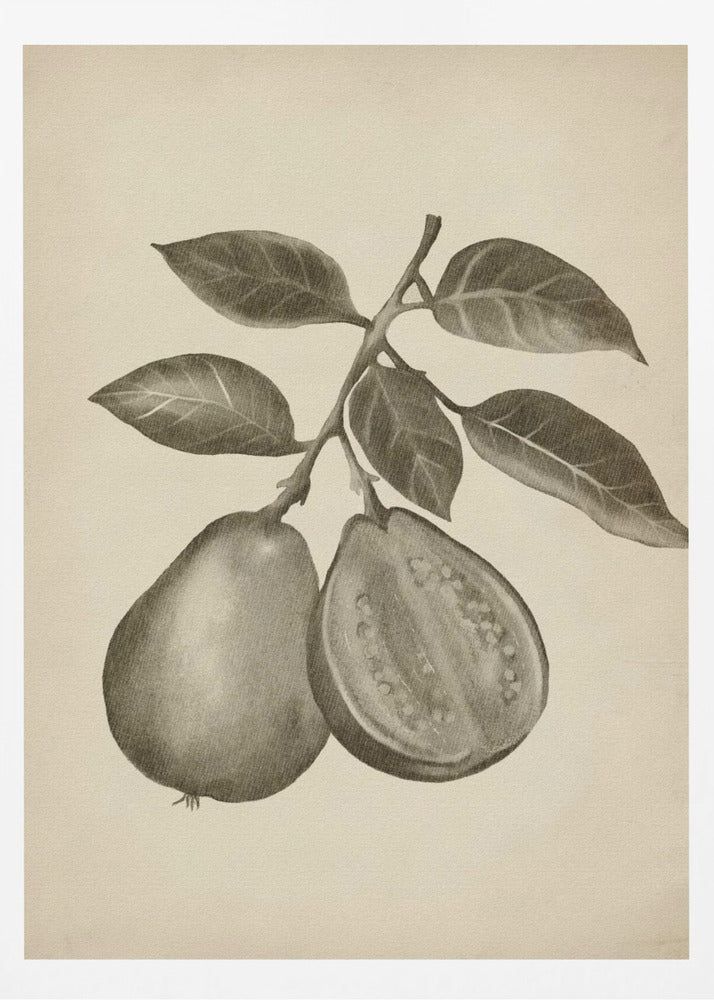 Vintage-Obst | Poster