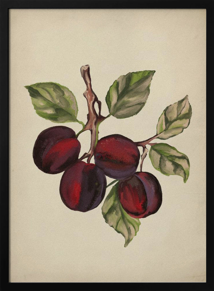 Vintage-Obstkollektion | Poster - Kunstdruck