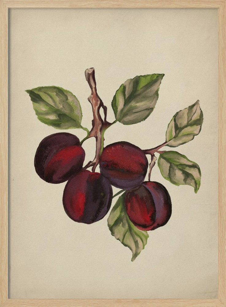 Vintage-Obstkollektion | Poster - Kunstdruck