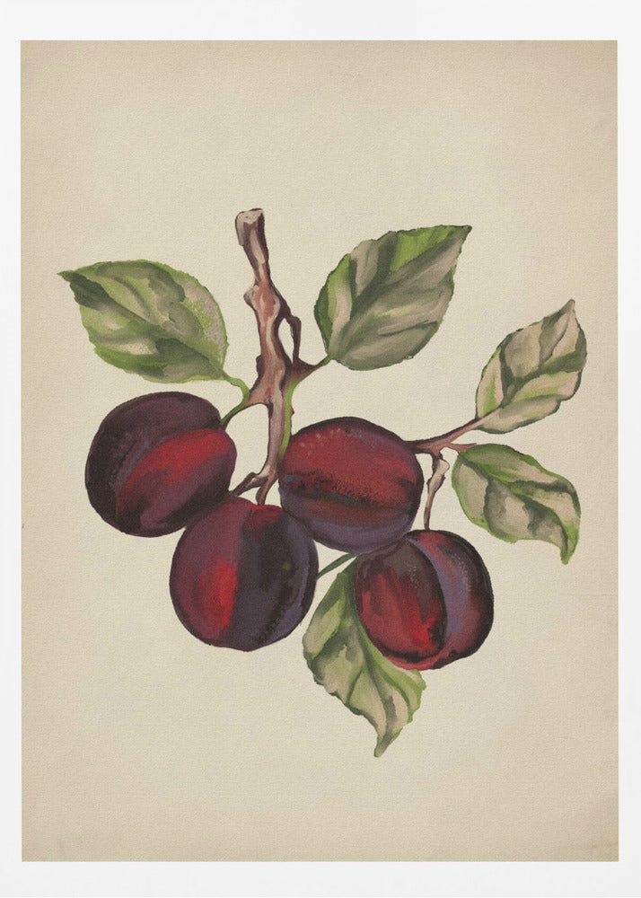 Vintage-Obstkollektion | Poster - Kunstdruck