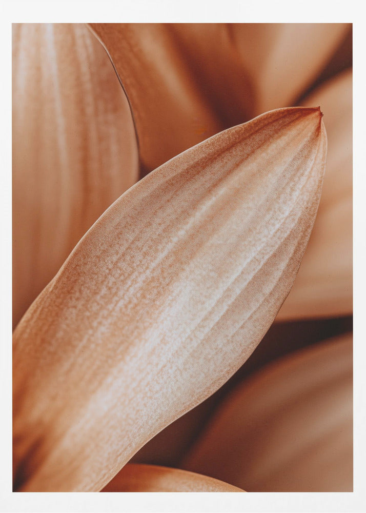 Bernsteinfarbene Blütenblatt-Eleganz | Poster