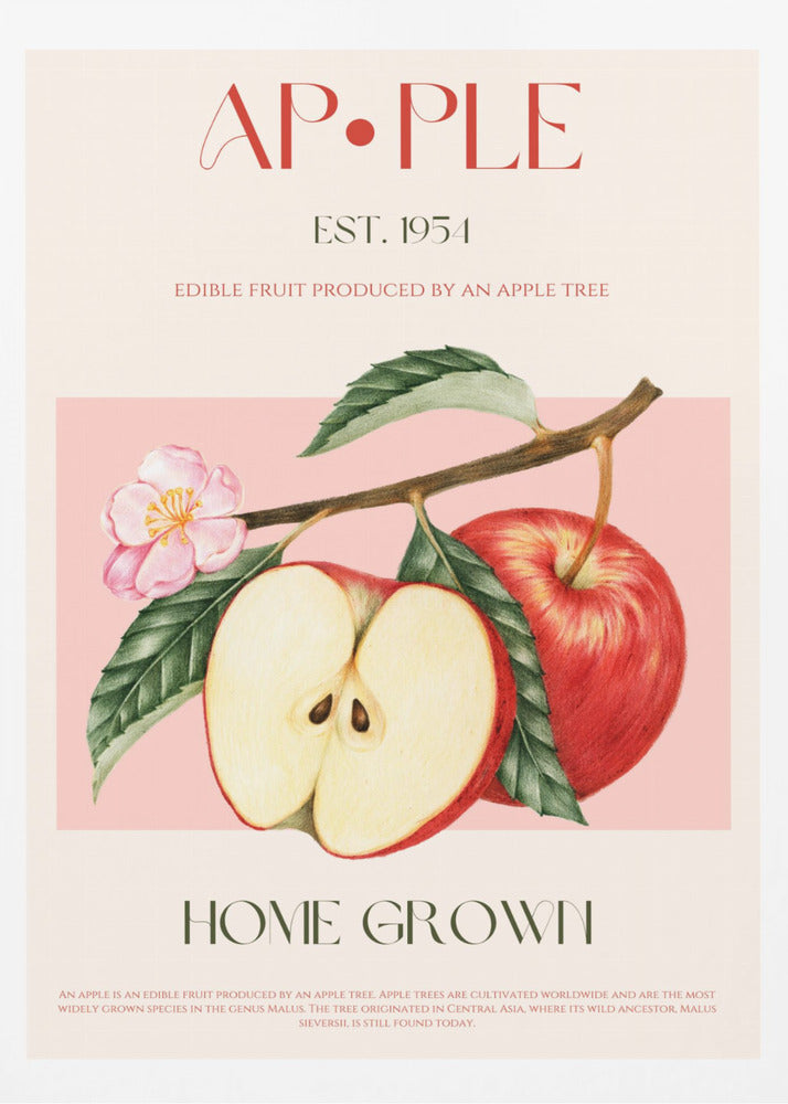Geerntete Äpfel | Poster