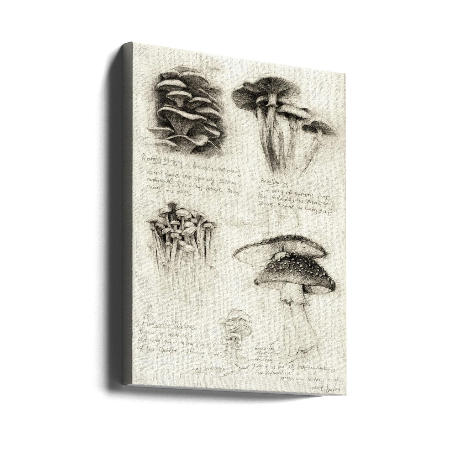 Various Botanical Mushrooms | Canvas