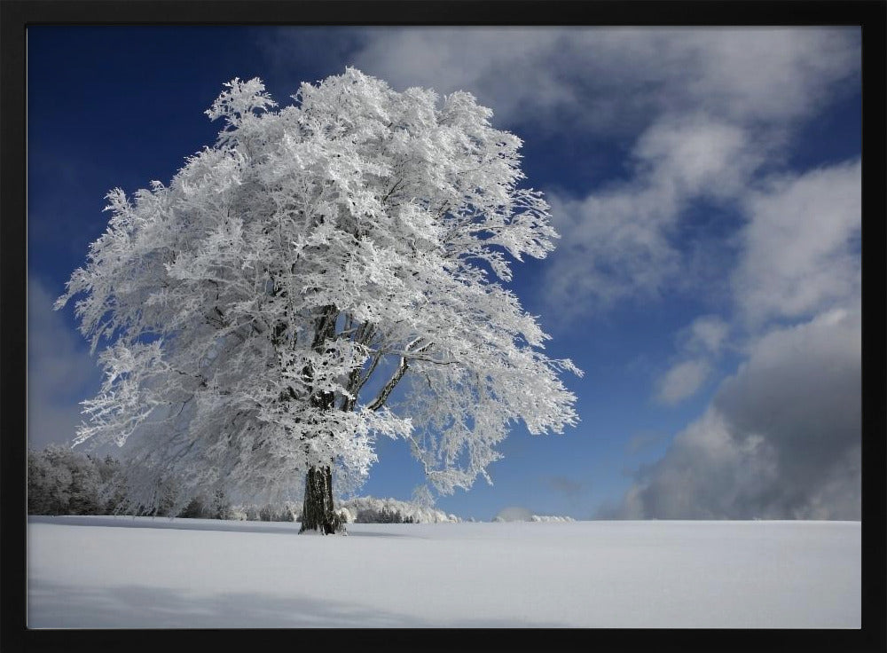 White Windbuche in Black Forest | Poster