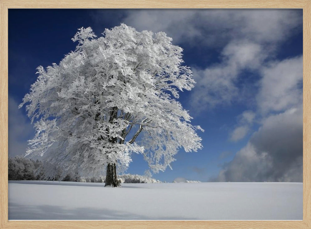White Windbuche in Black Forest | Poster