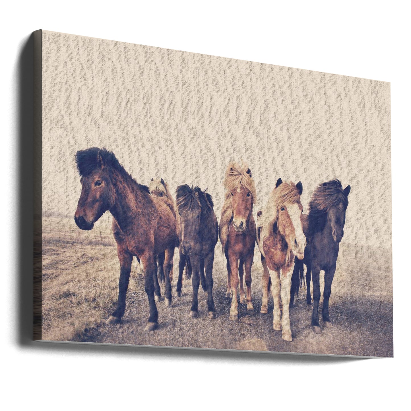 Horses | Canvas